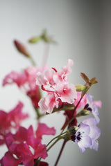 Throw and Grow confetti - mixed colors