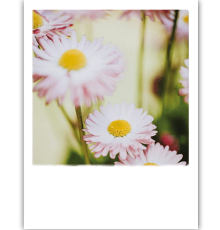 Polaroid Margaridas