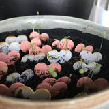 Throw and Grow Confettis - Let Love Grow