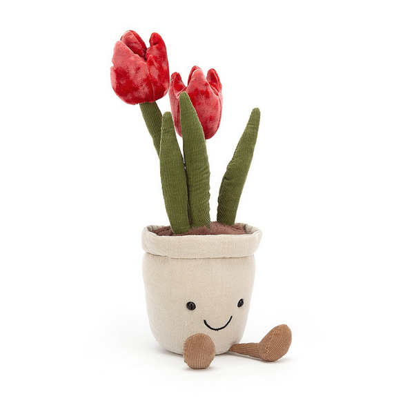 Box Tulipa